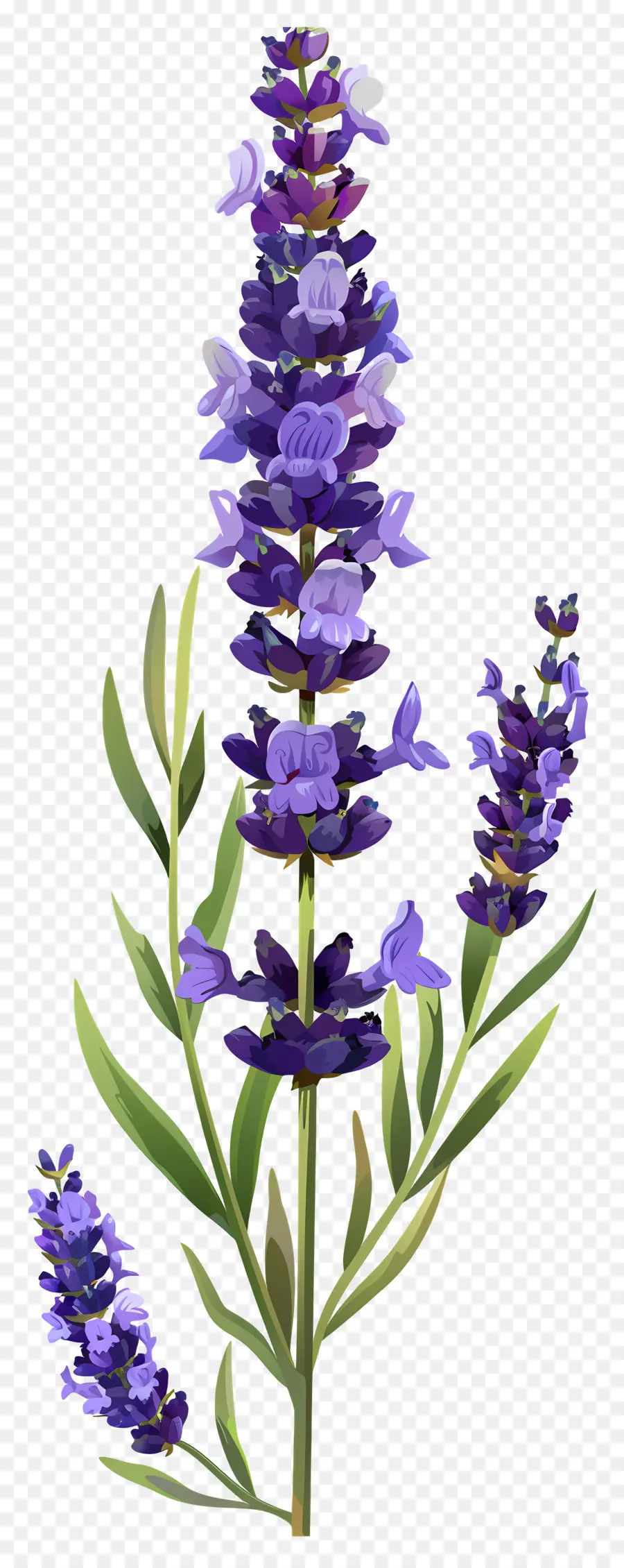 Fleur De Lavande，Lavande PNG