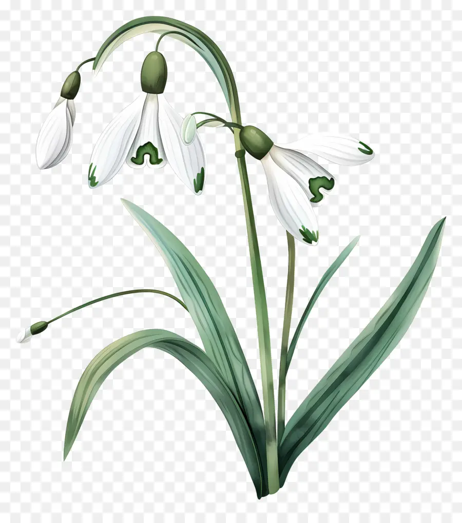 Perce Neige，Fleurs PNG