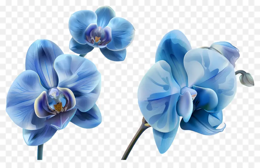 Fleur D'orchidée，Orchidée Bleue PNG