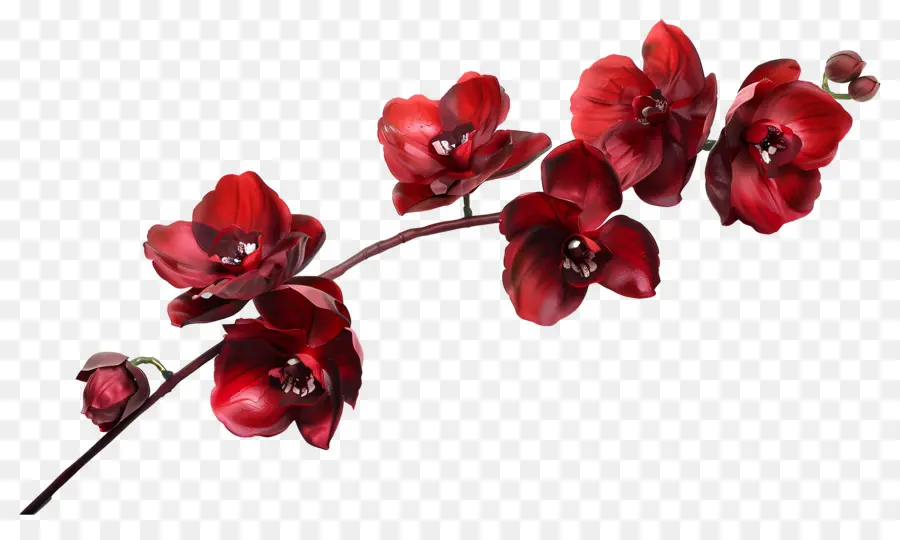 Fleur D'orchidée，Orchidées Rouges PNG