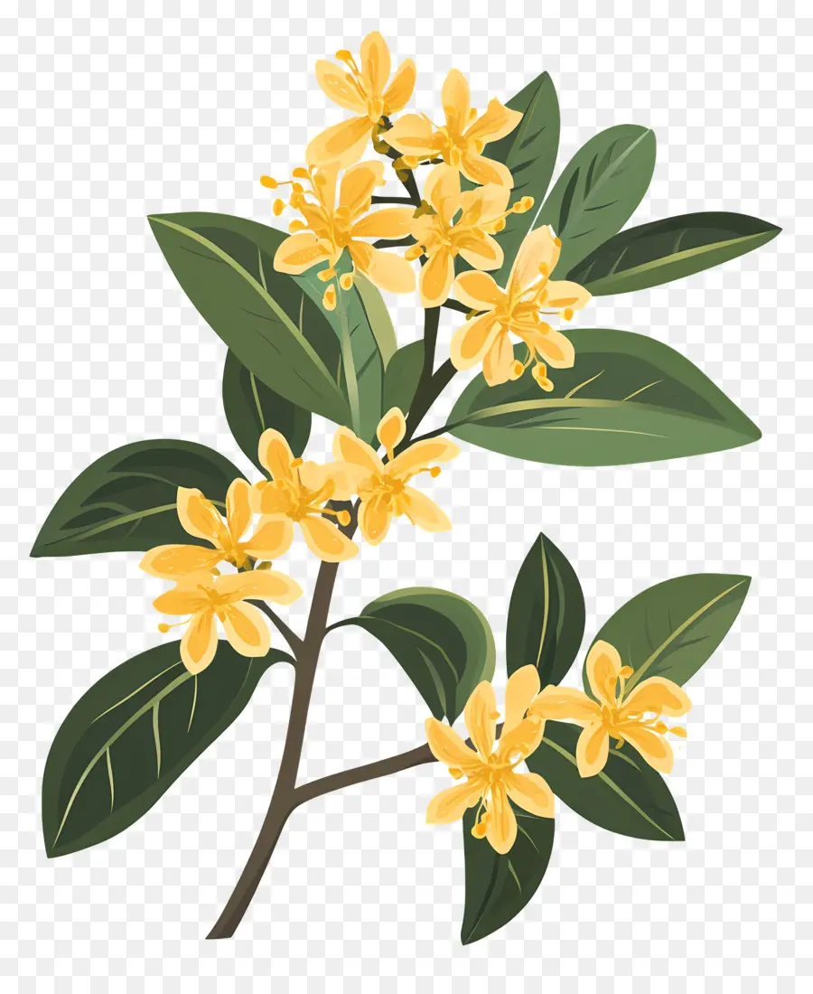 Fleur D'osmanthus，Branche De Fleurs PNG