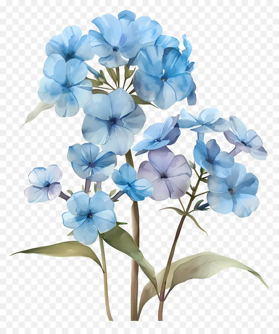 Petite Fleur，Fleurs Bleues PNG