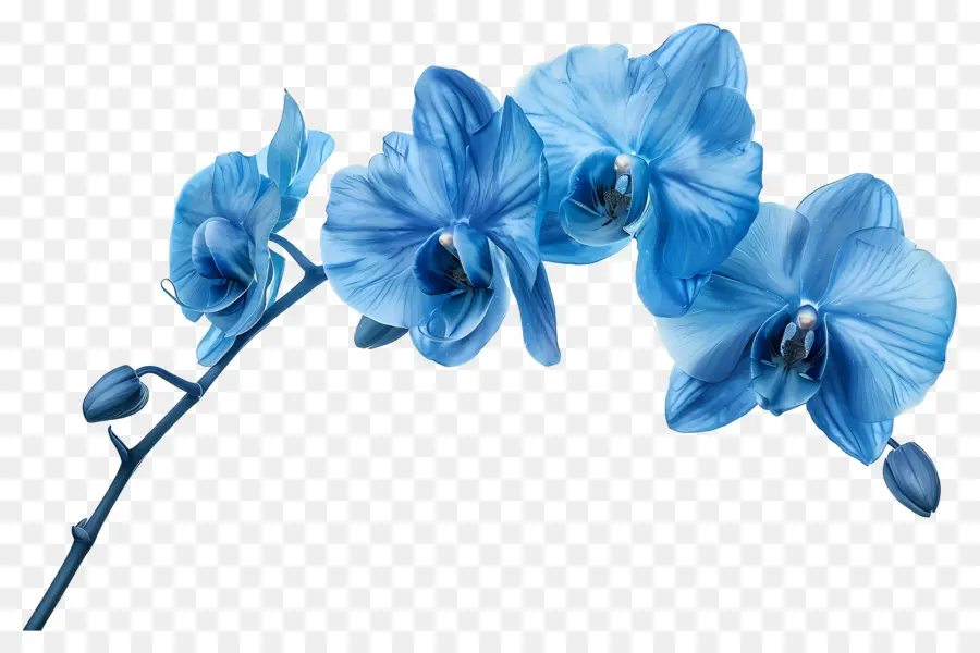 Fleur D'orchidée，Orchidée Bleue PNG