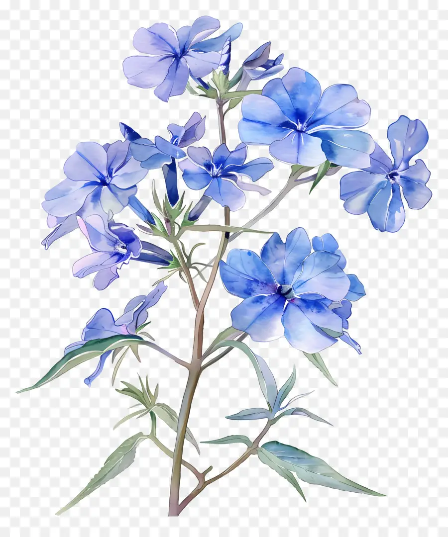 Petite Fleur，Fleurs Bleues PNG