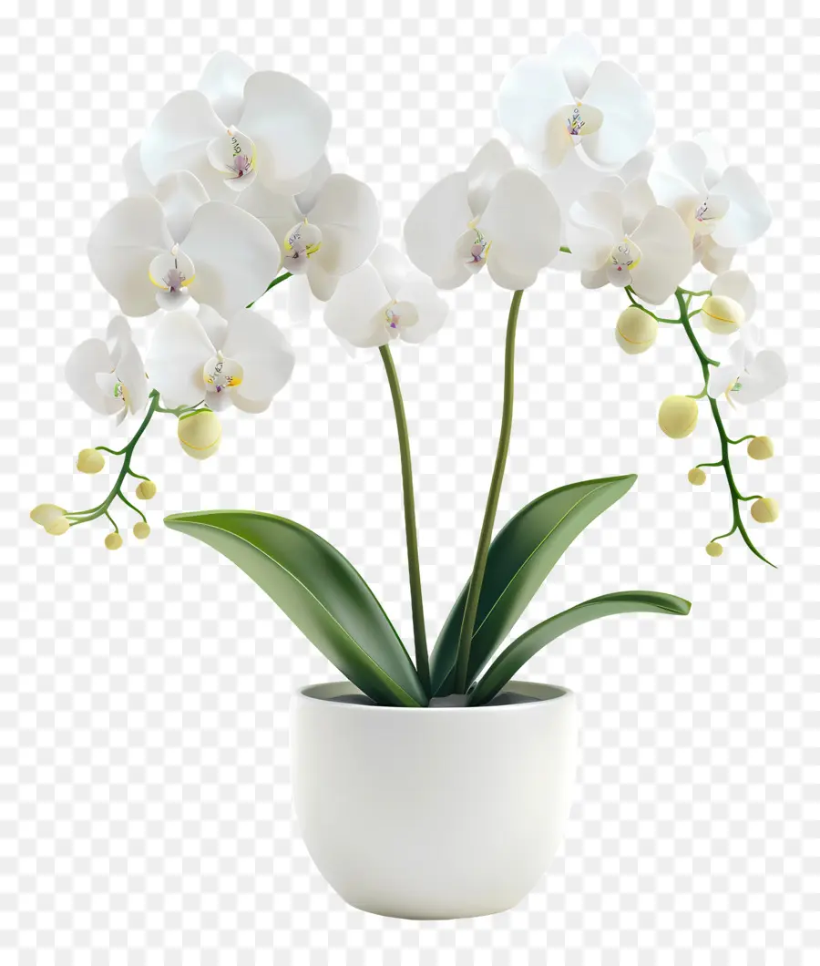 Fleurs D'orchidées En Pot，Orchidée Blanche PNG