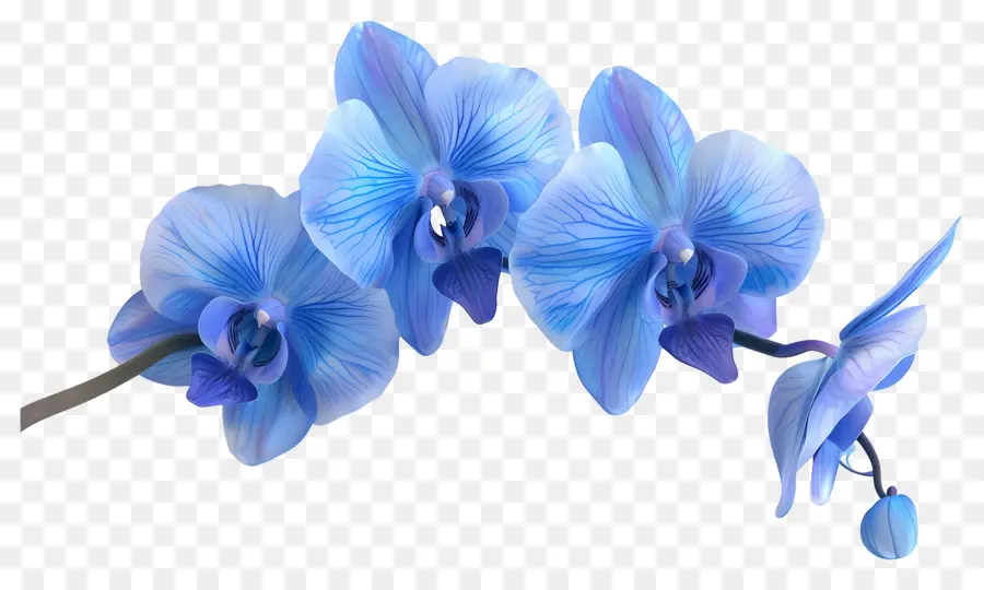 Fleur D'orchidée，Orchidée Bleue PNG