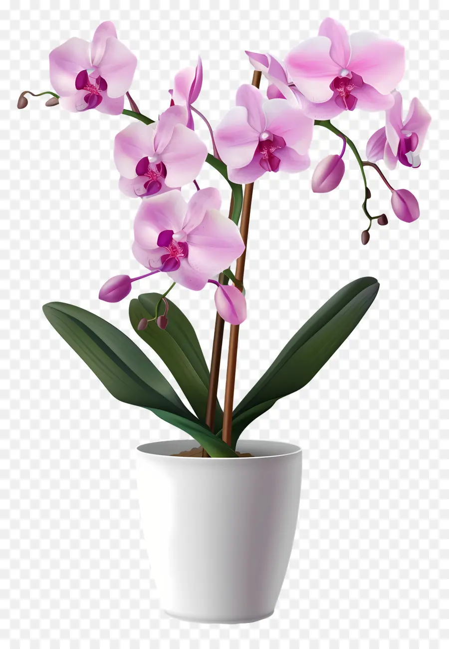 Fleur D'orchidée，Orchidée Orange PNG