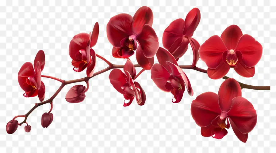 Fleur D'orchidée，Fleurs D'orchidées PNG