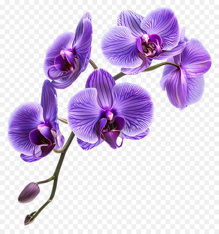 Fleur D'orchidée，Orchidées Violettes PNG