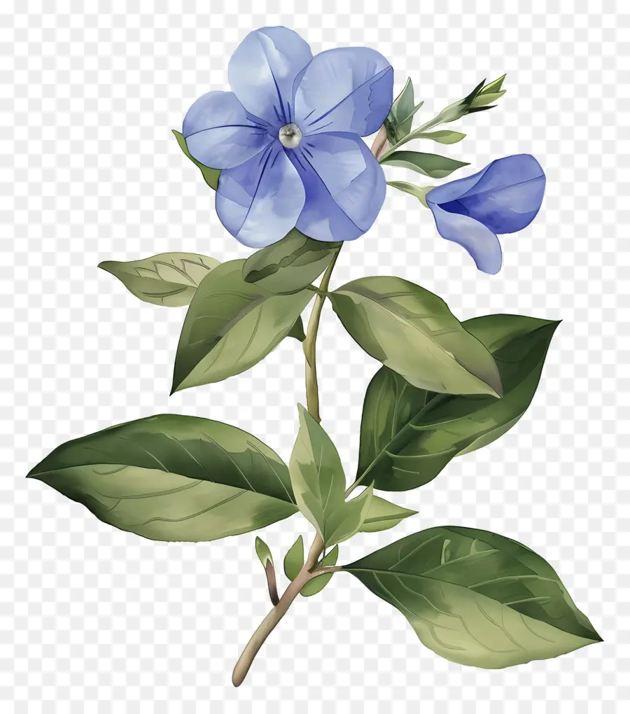 Petite Fleur，Fleurs Bleues PNG