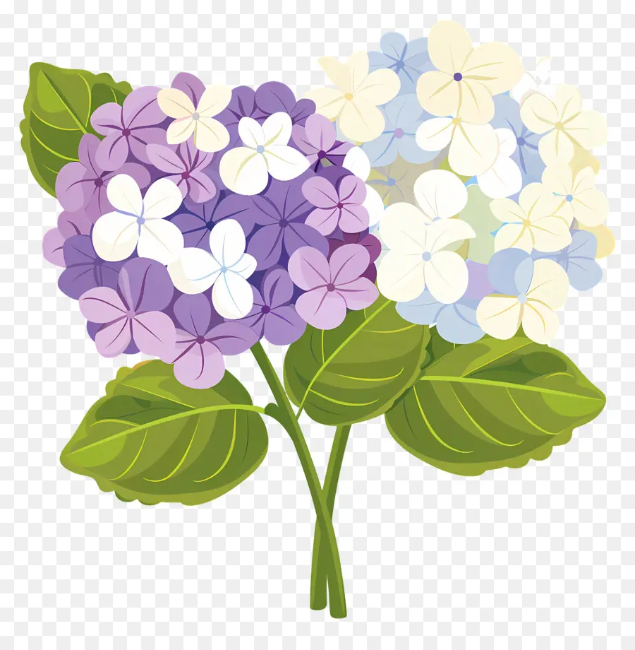 Fleurs D'hortensia，Fleurs Violettes PNG