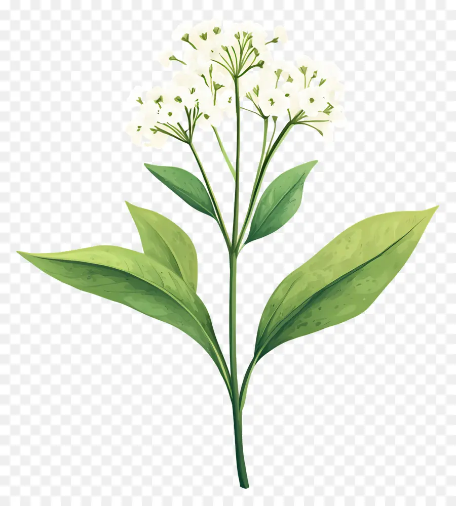 Fleur De Souffle De Bébé，Plante Verte PNG