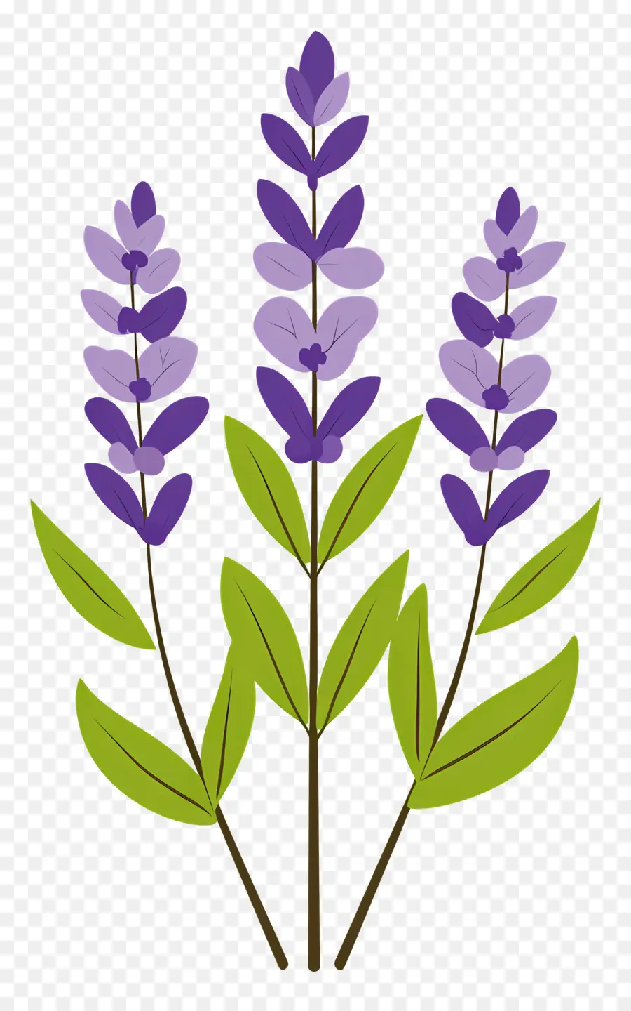 Fleur De Lavande，Lavande PNG