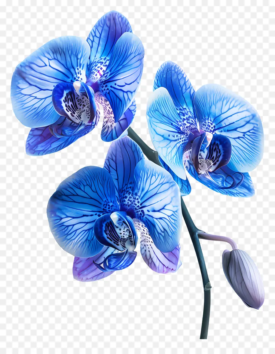 Fleur D'orchidée，Orchidée Bleue PNG