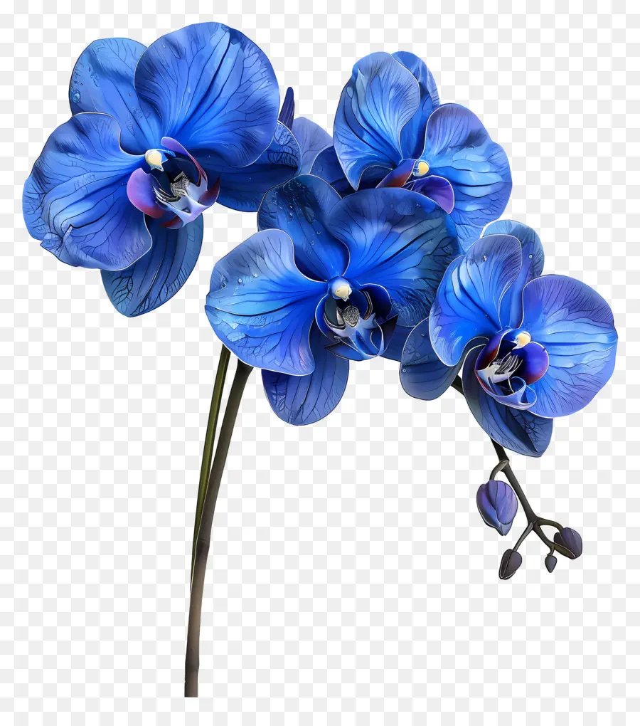 Fleur D'orchidée，Orchidée Bleue PNG