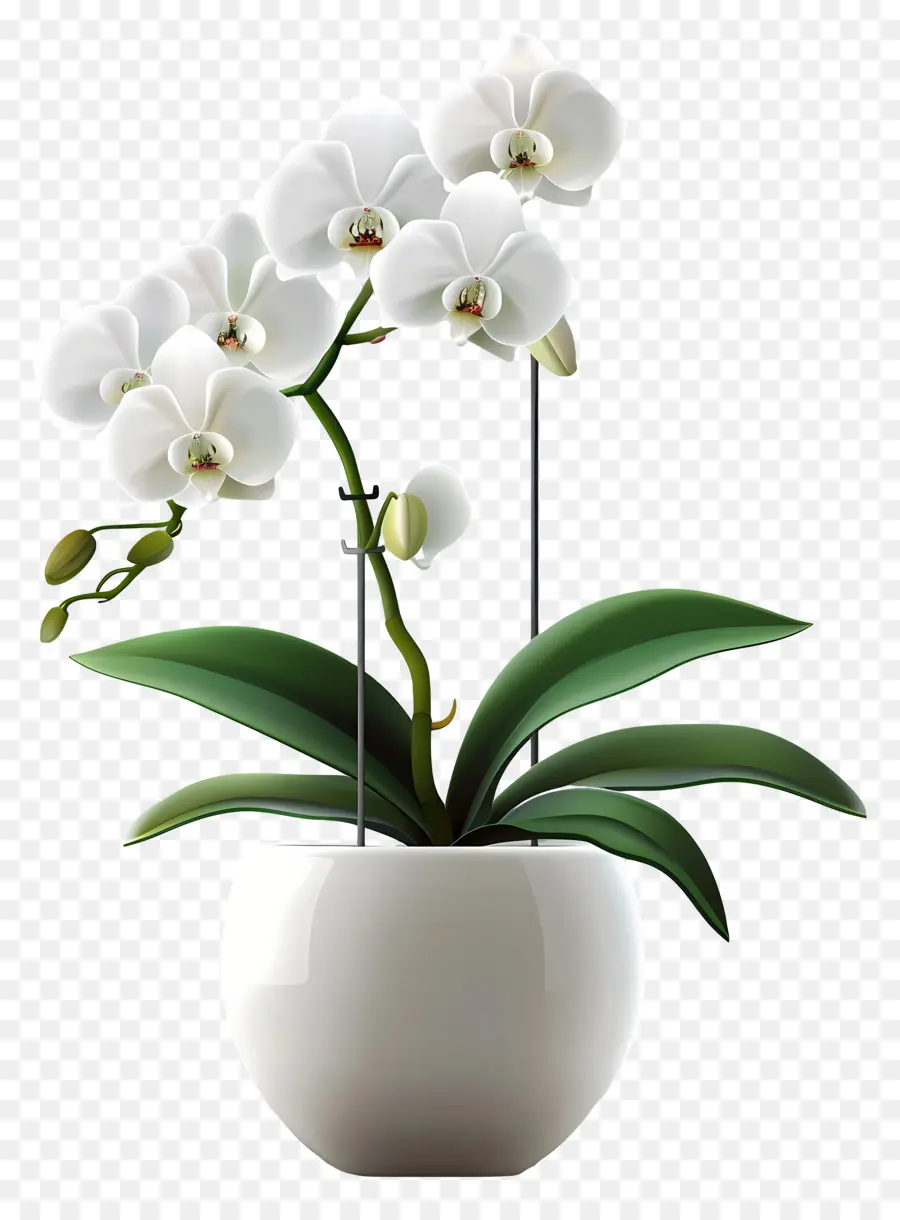 Fleur D'orchidée，Orchidée Blanche PNG