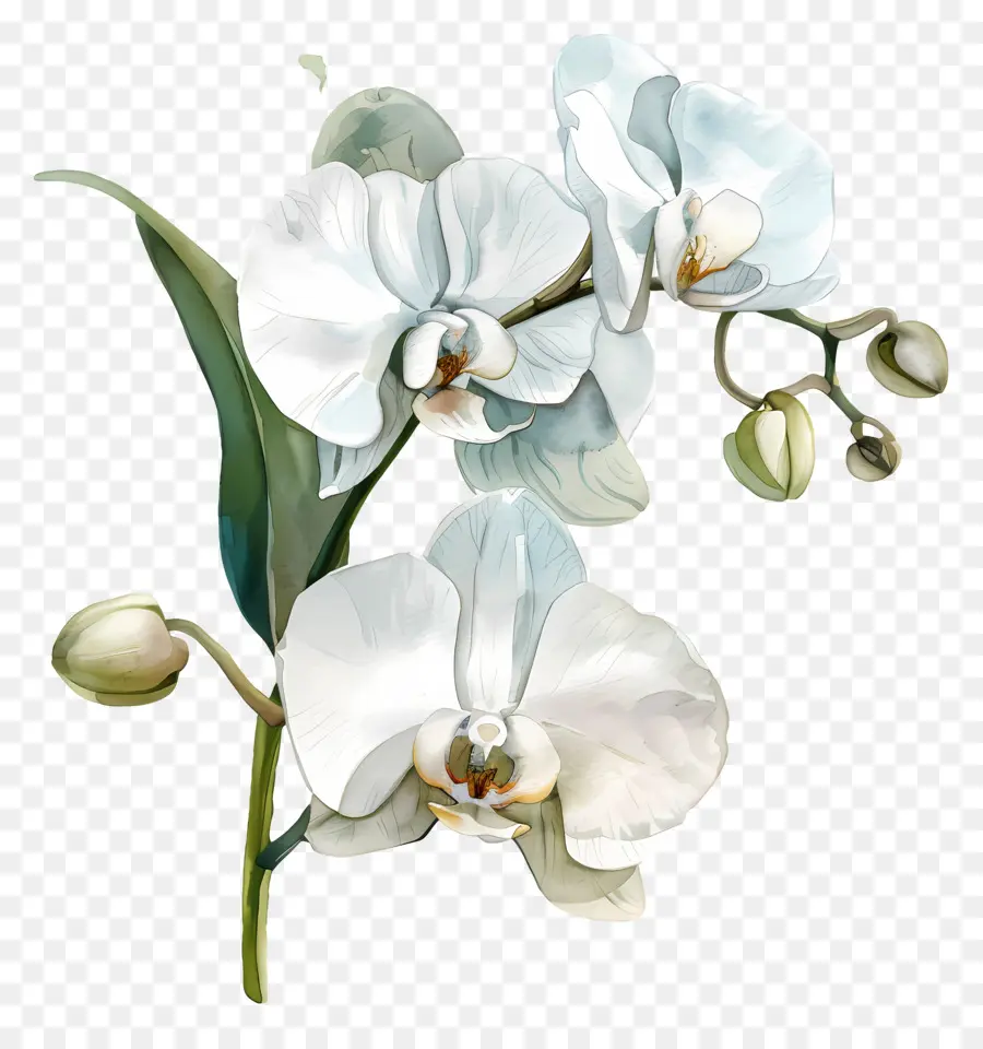 Fleur D'orchidée，Orchidée Blanche PNG