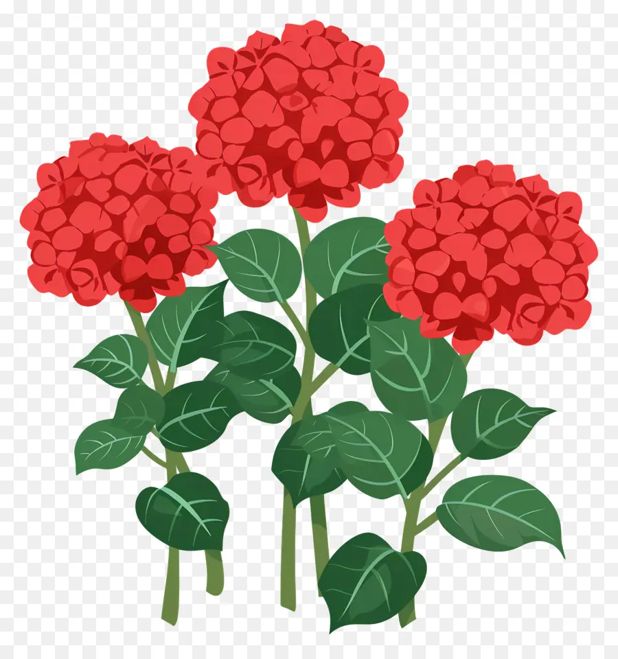 Arbuste D'hortensia，Fleurs Rouges PNG