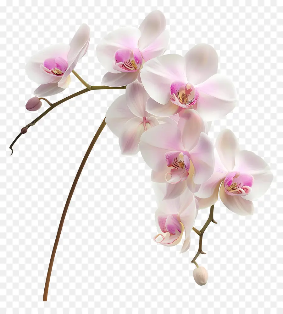 Fleur D'orchidée，Orchidée Blanche PNG