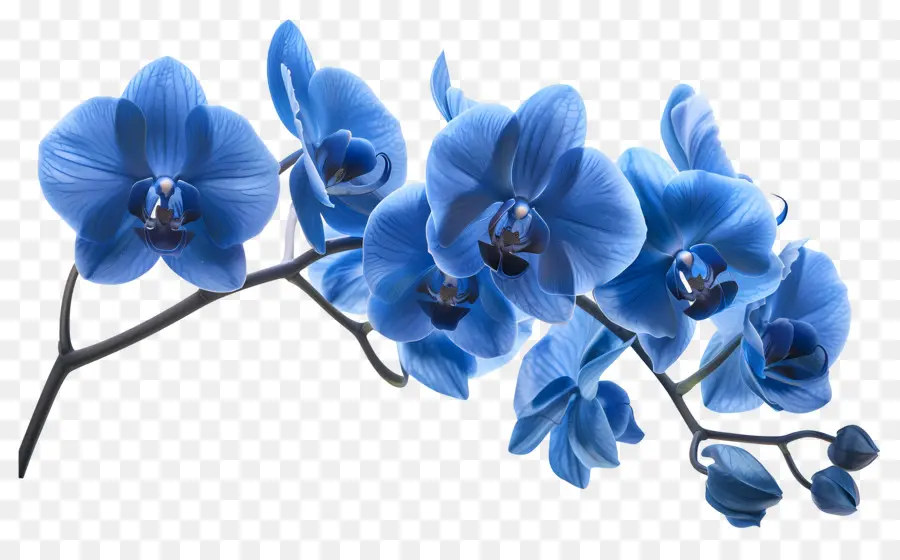 Fleur D'orchidée，Orchidée Bleue PNG