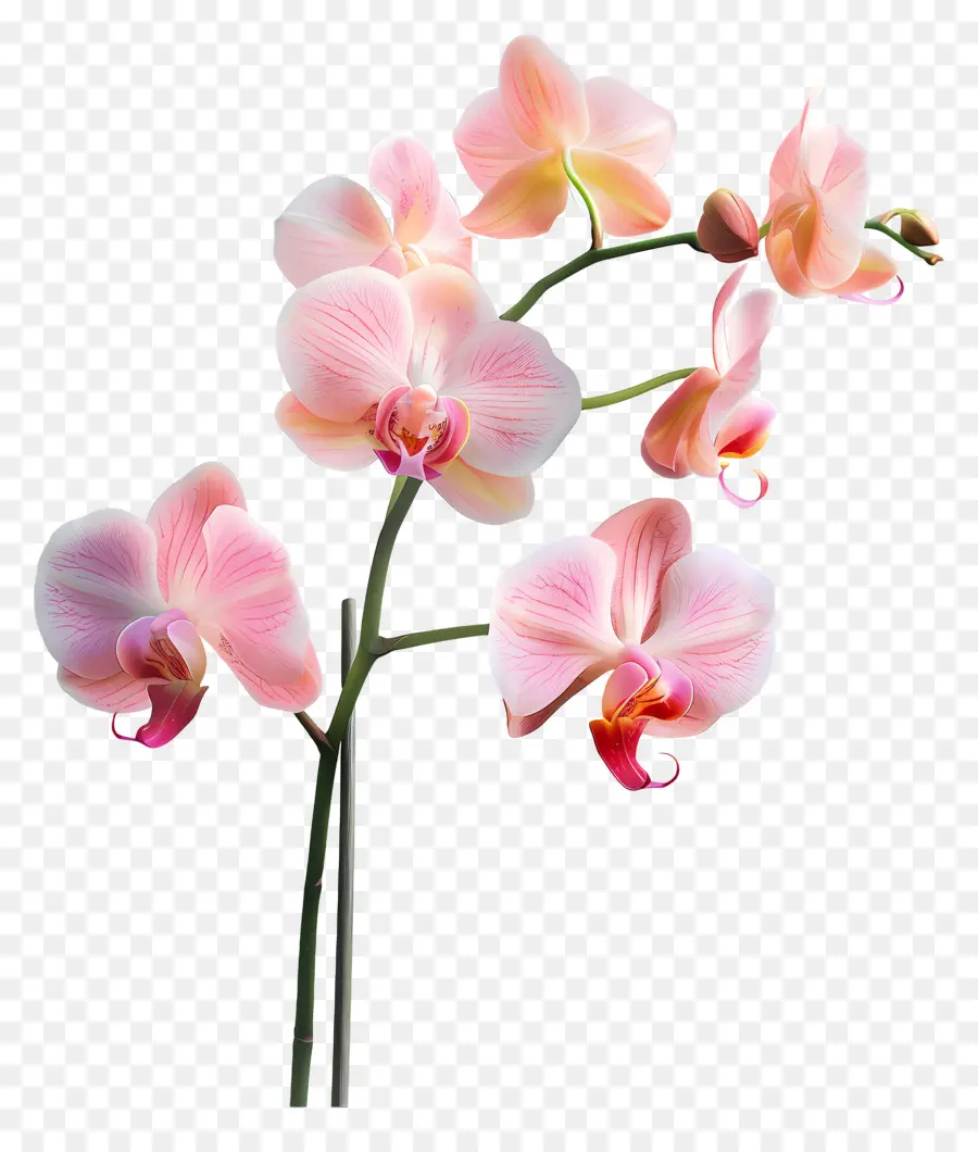 Fleur D'orchidée，Orchidée Blanche PNG