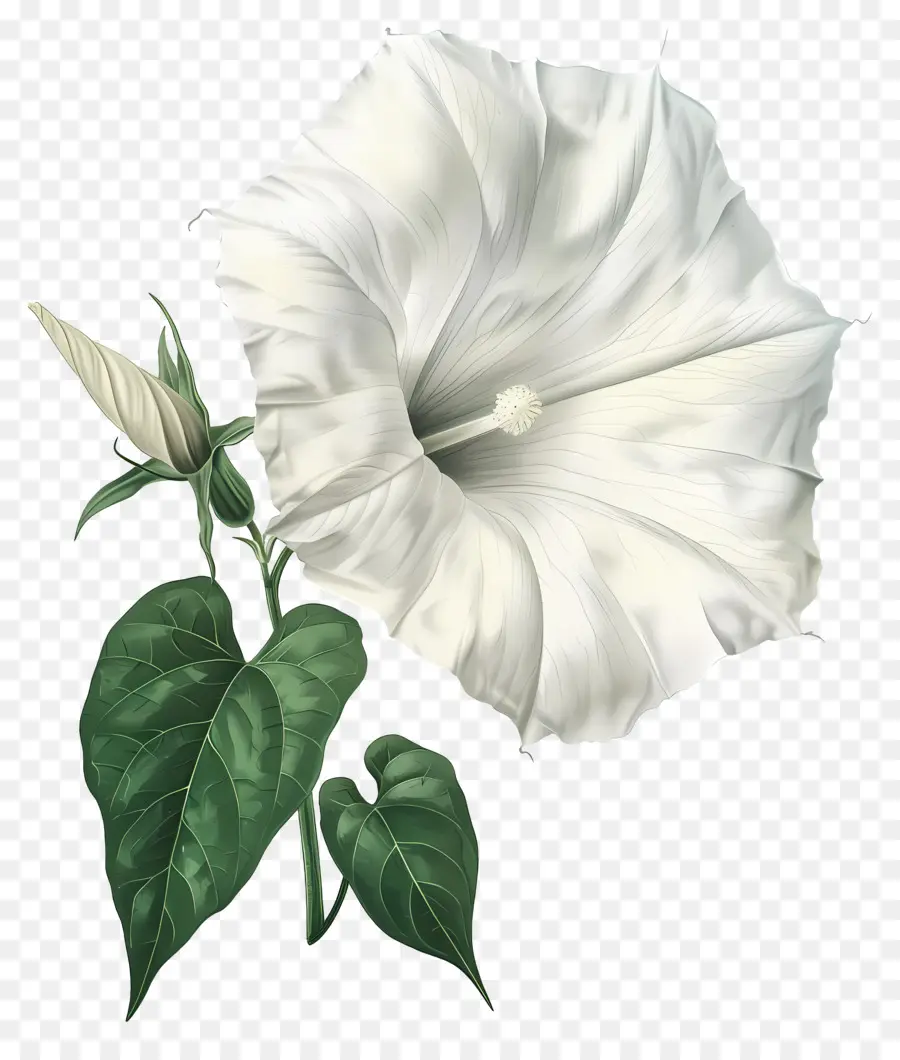 Fleurs Anciennes，Fleur Blanche PNG