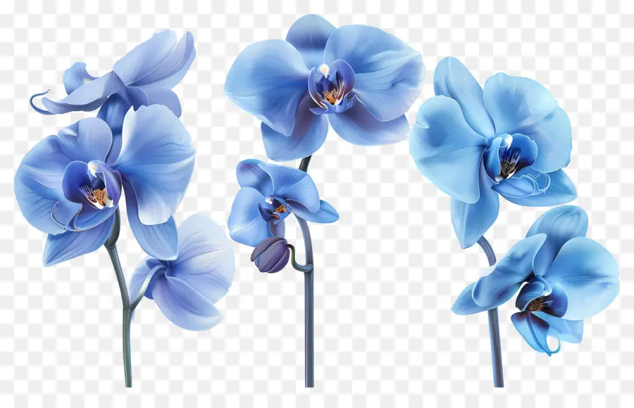 Fleur D'orchidée，Orchidée Bleue PNG