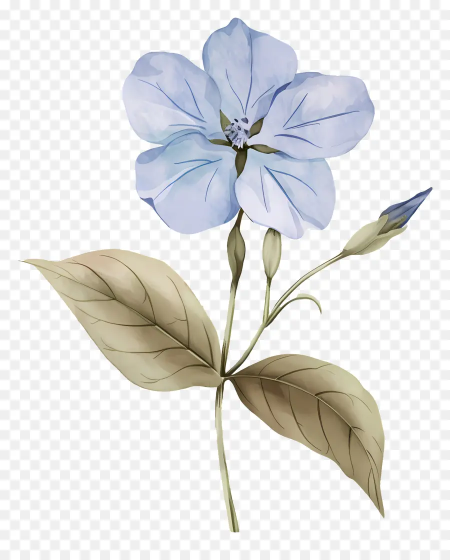 Petite Fleur，Fleurs Bleues PNG