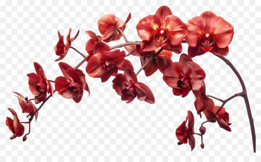 Fleur D'orchidée，Orchidées Rouges PNG