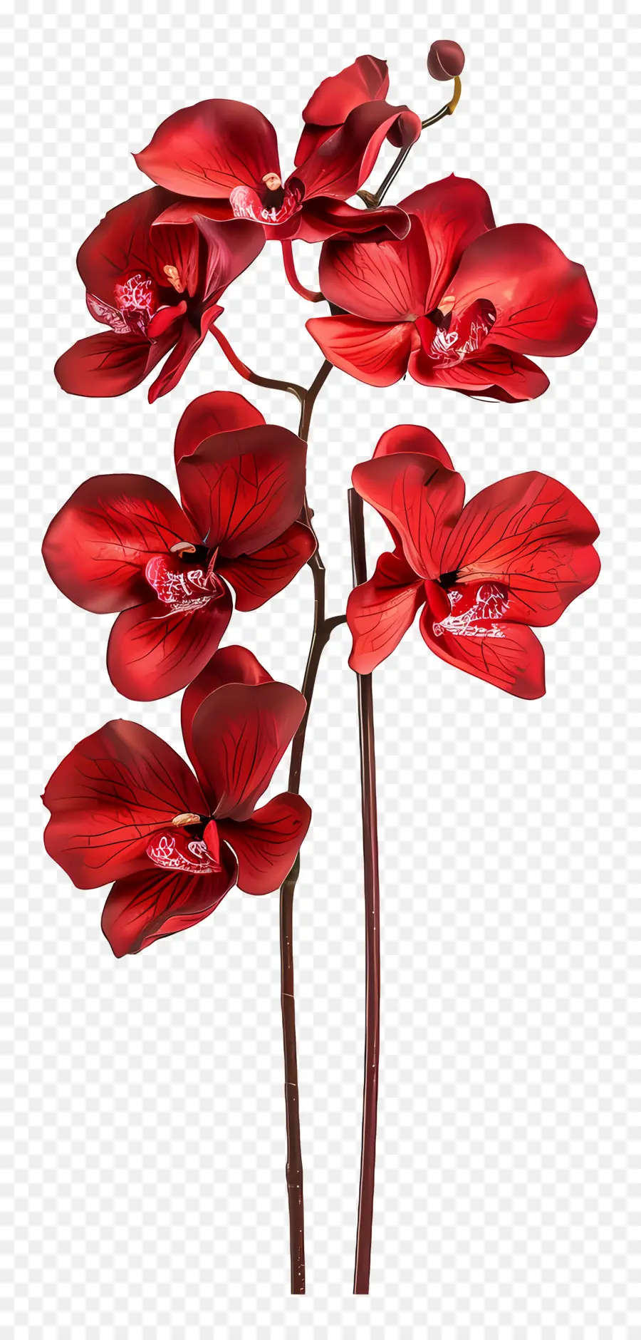 Fleur D'orchidée，Orchidées Rouges PNG