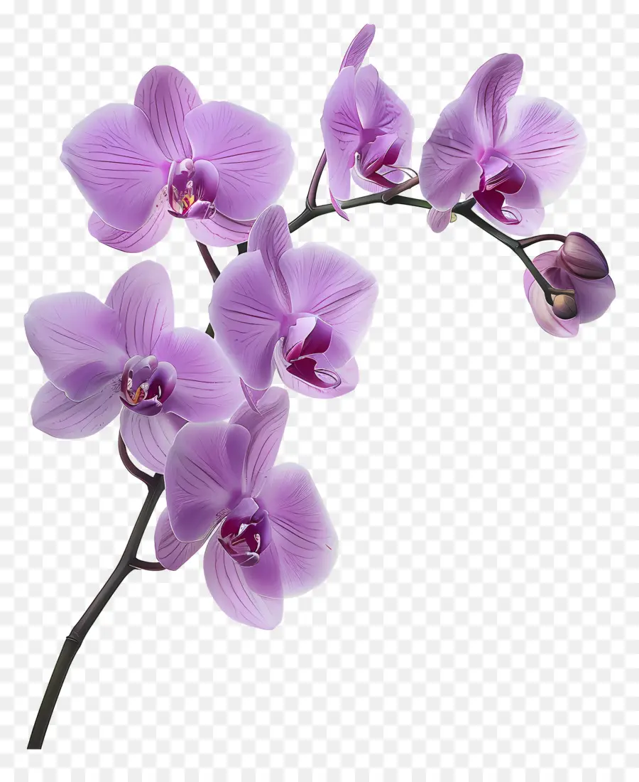 Fleur D'orchidée，Orchidée Blanche PNG