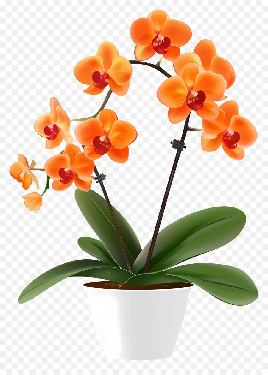 Fleur D'orchidée，Orchidée Orange PNG