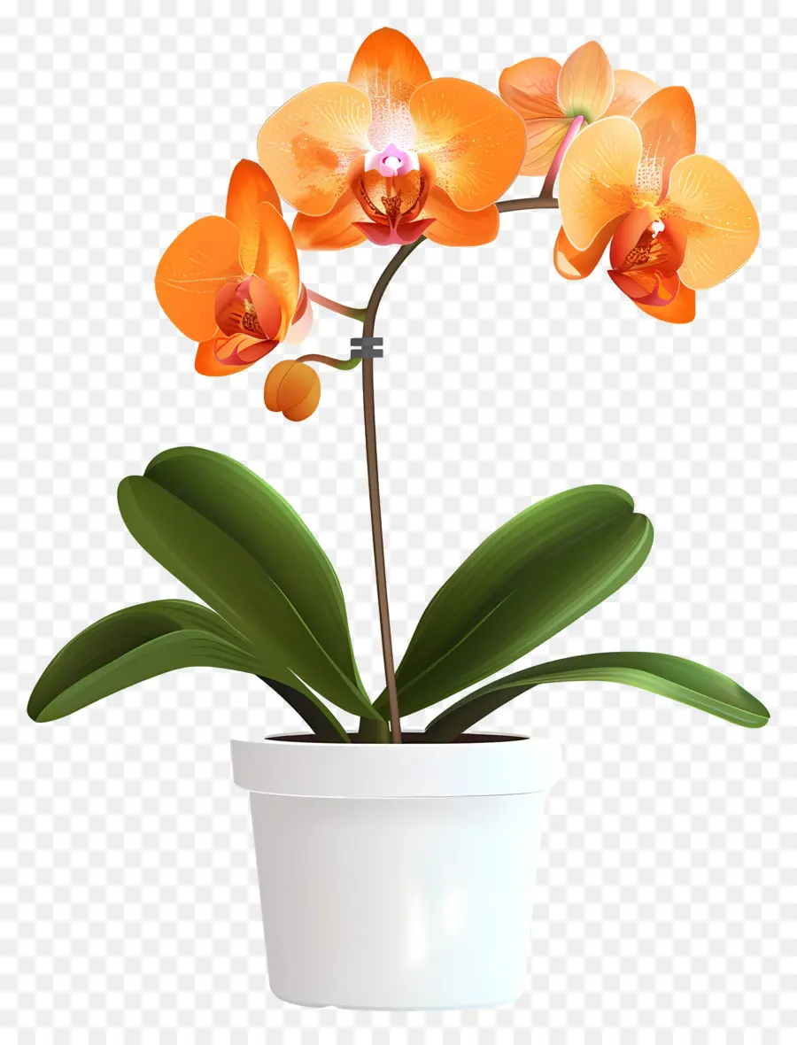 Fleur D'orchidée，Orchidée Orange PNG