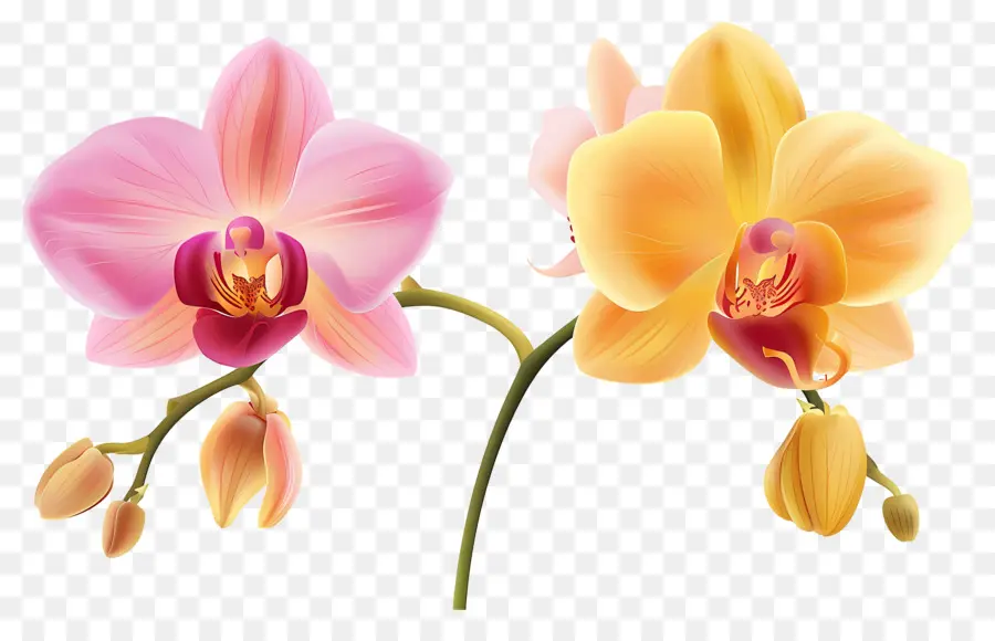 Fleur D'orchidée，Fleurs D'orchidées PNG