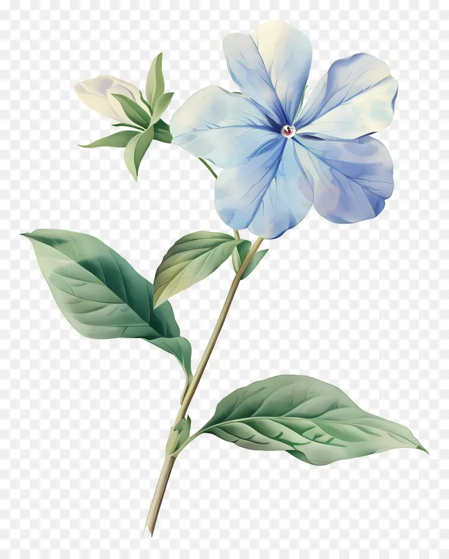 Petite Fleur，Fleur PNG