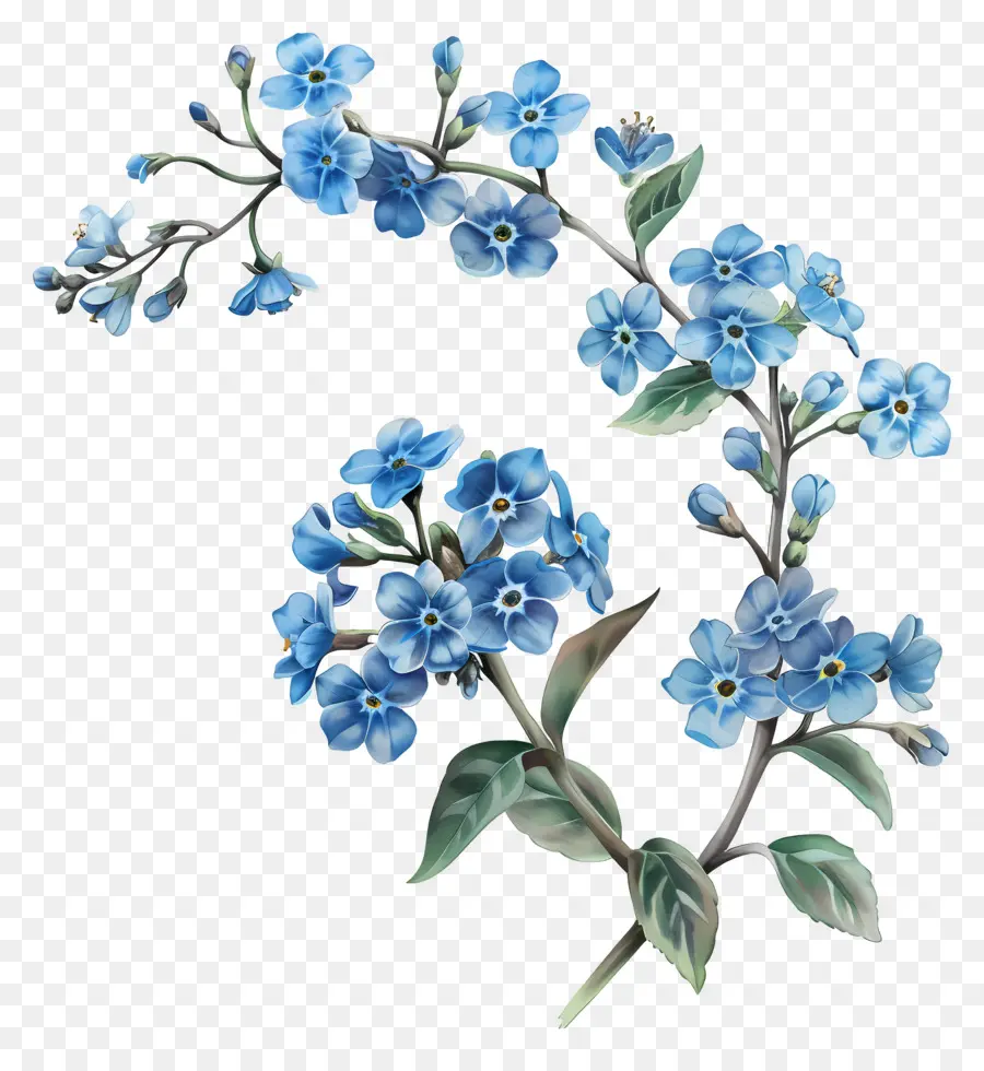 Petite Fleur，Fleurs Bleues PNG