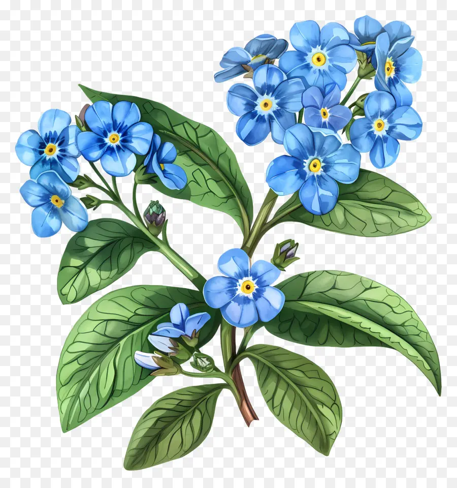 Petite Fleur，Fleurs Bleues PNG