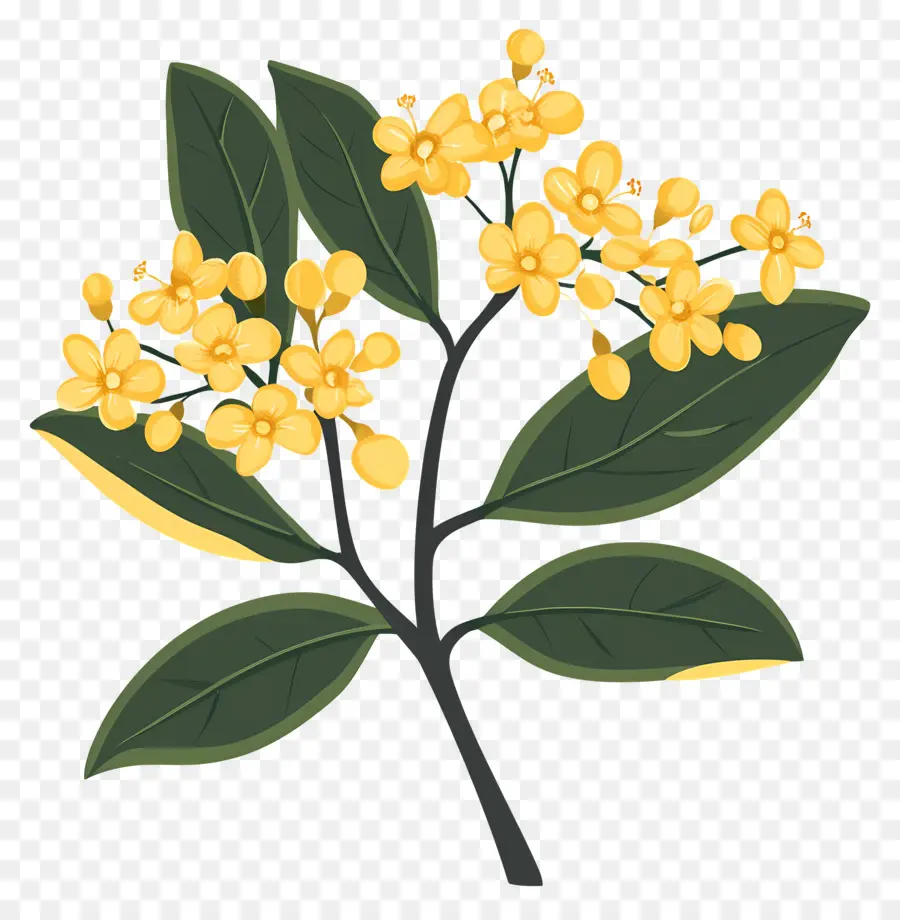 Fleur D'osmanthus，Fleurs Jaunes PNG