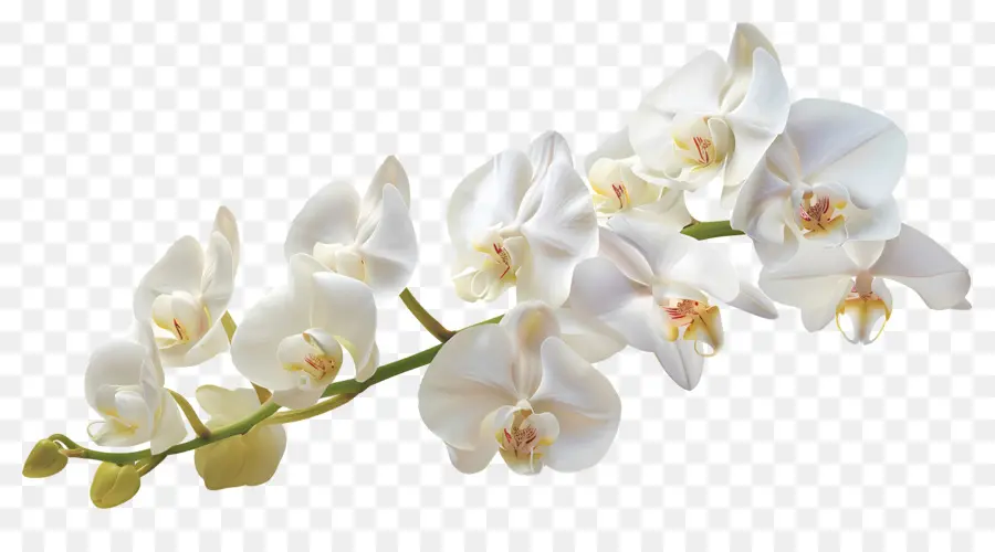 Fleur D'orchidée，Orchidées Blanches PNG