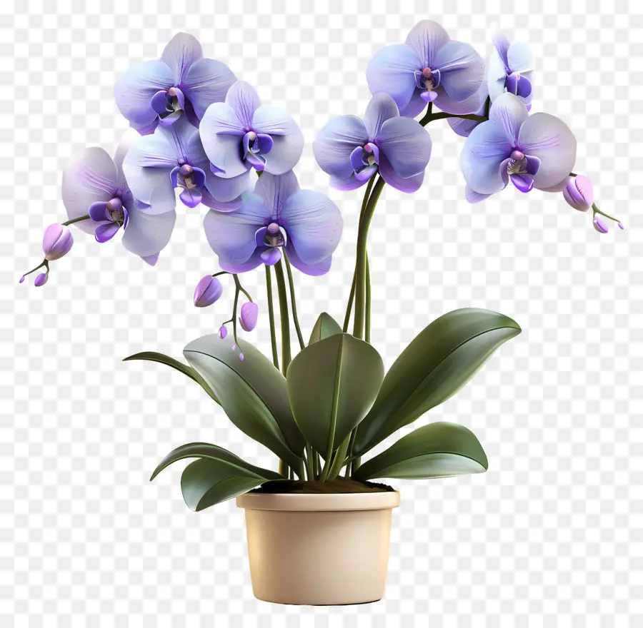 Fleurs D'orchidées En Pot，Orchidée Bleue PNG