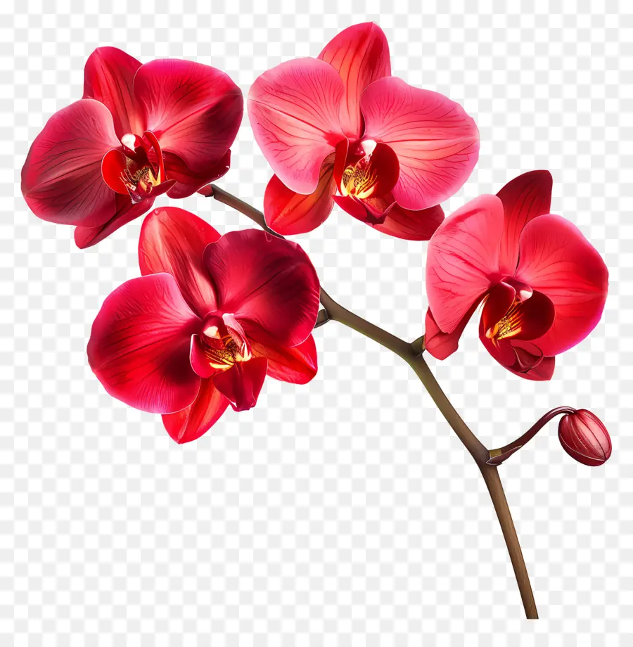 Fleur D'orchidée，Orchidée Rouge PNG