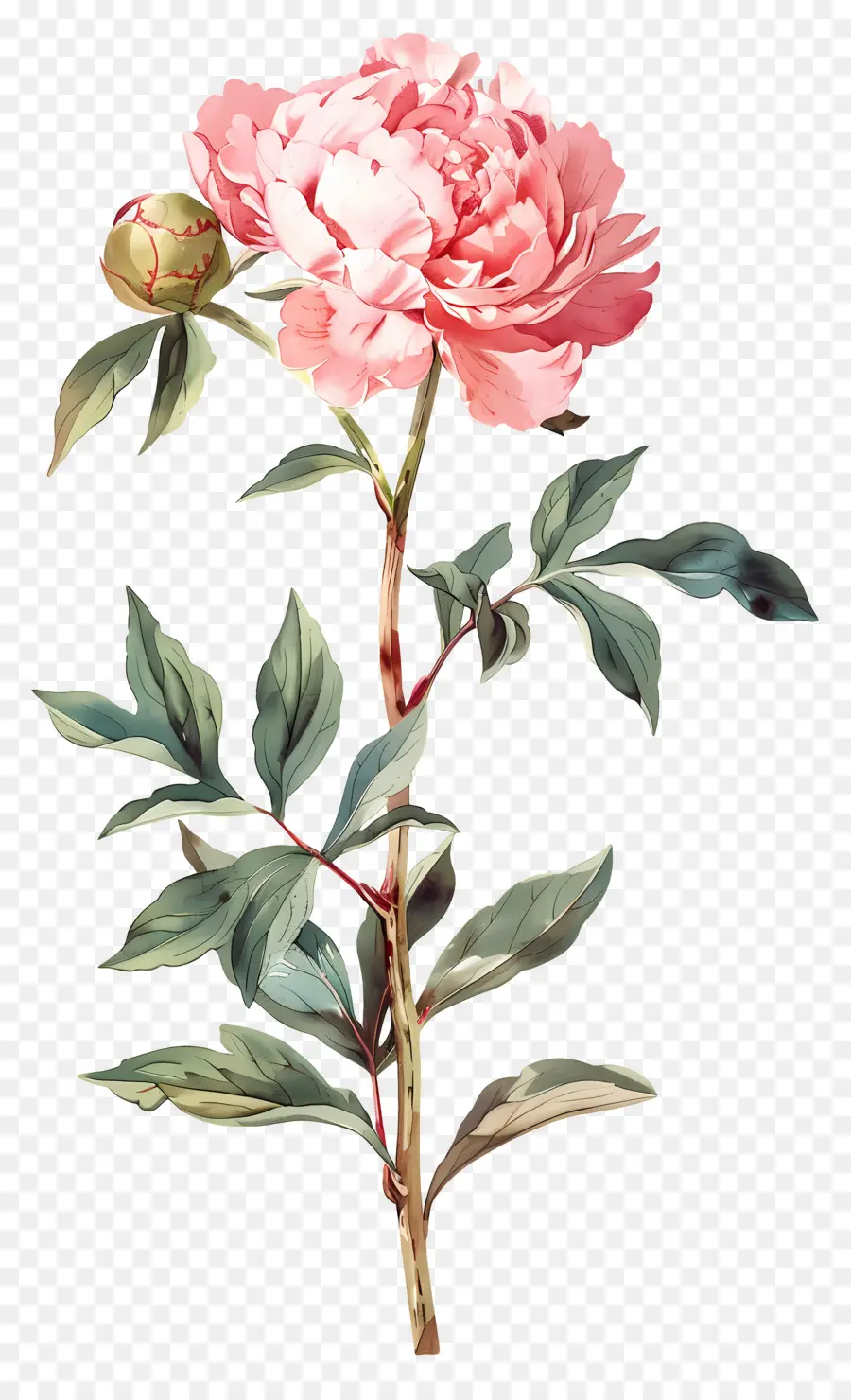 Fleur De Pivoine，Fleur Rose PNG