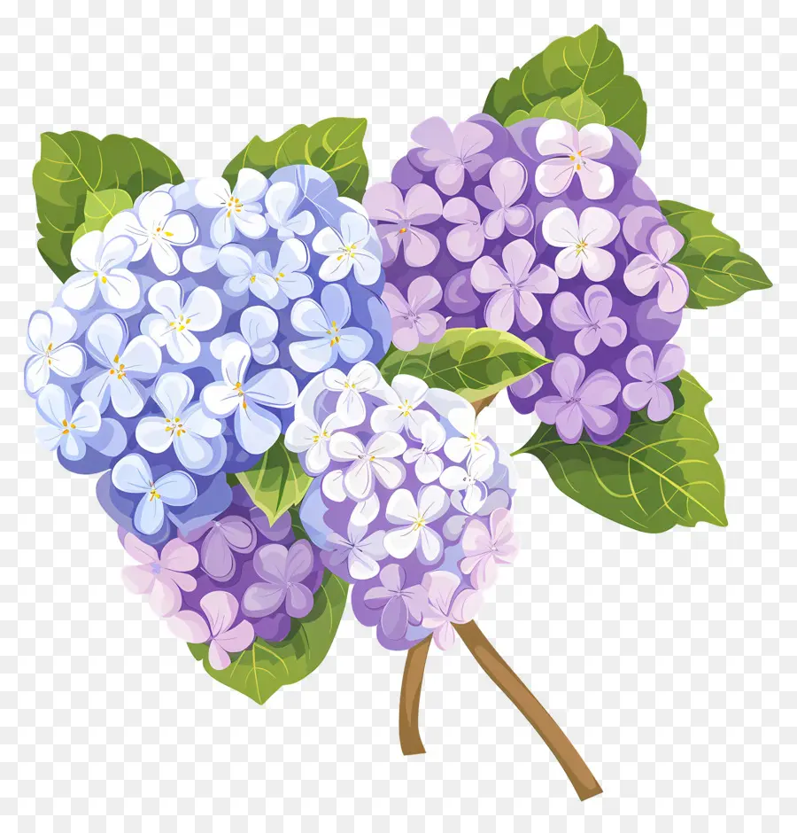 Fleurs D'hortensia，Violet PNG