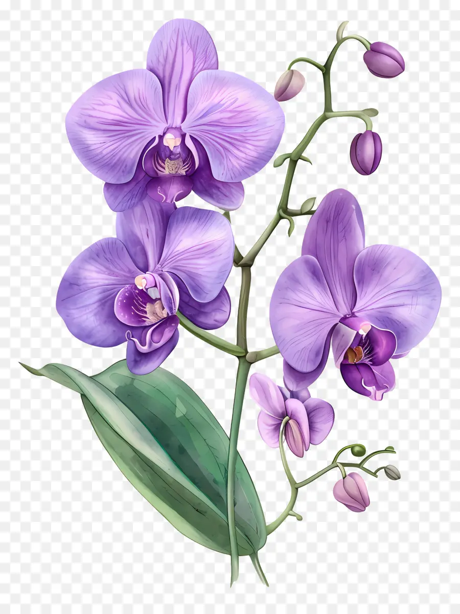 Fleur D'orchidée，Orchidées Violettes PNG