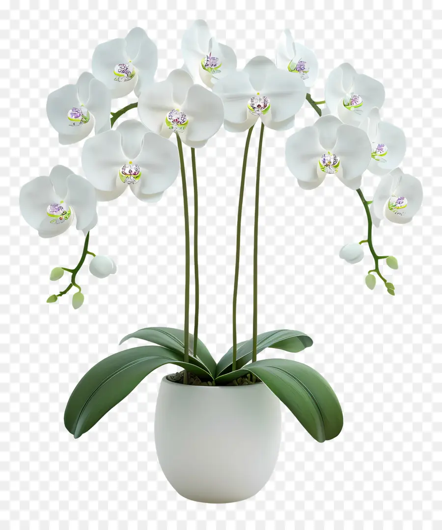 Fleurs D'orchidées En Pot，Orchidée Blanche PNG