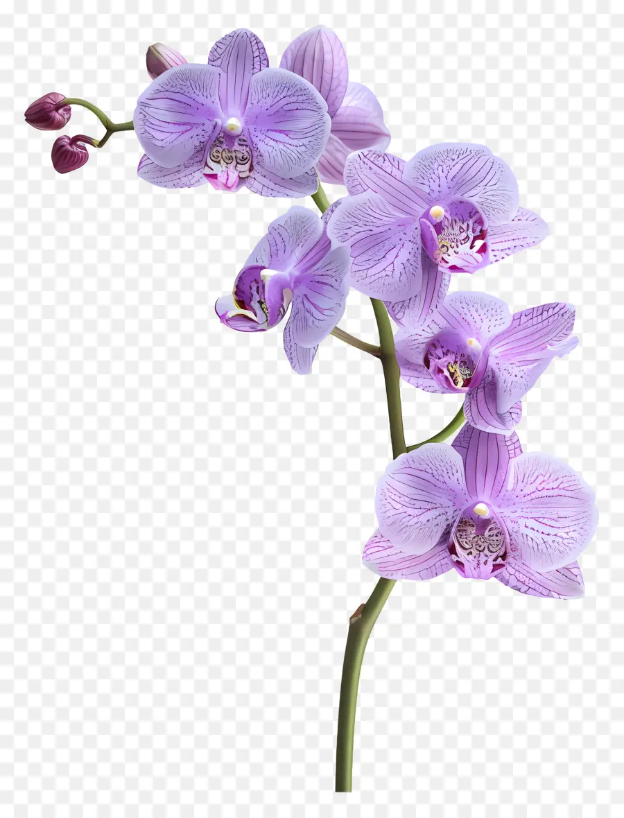 Fleur D'orchidée，Orchidée Blanche PNG