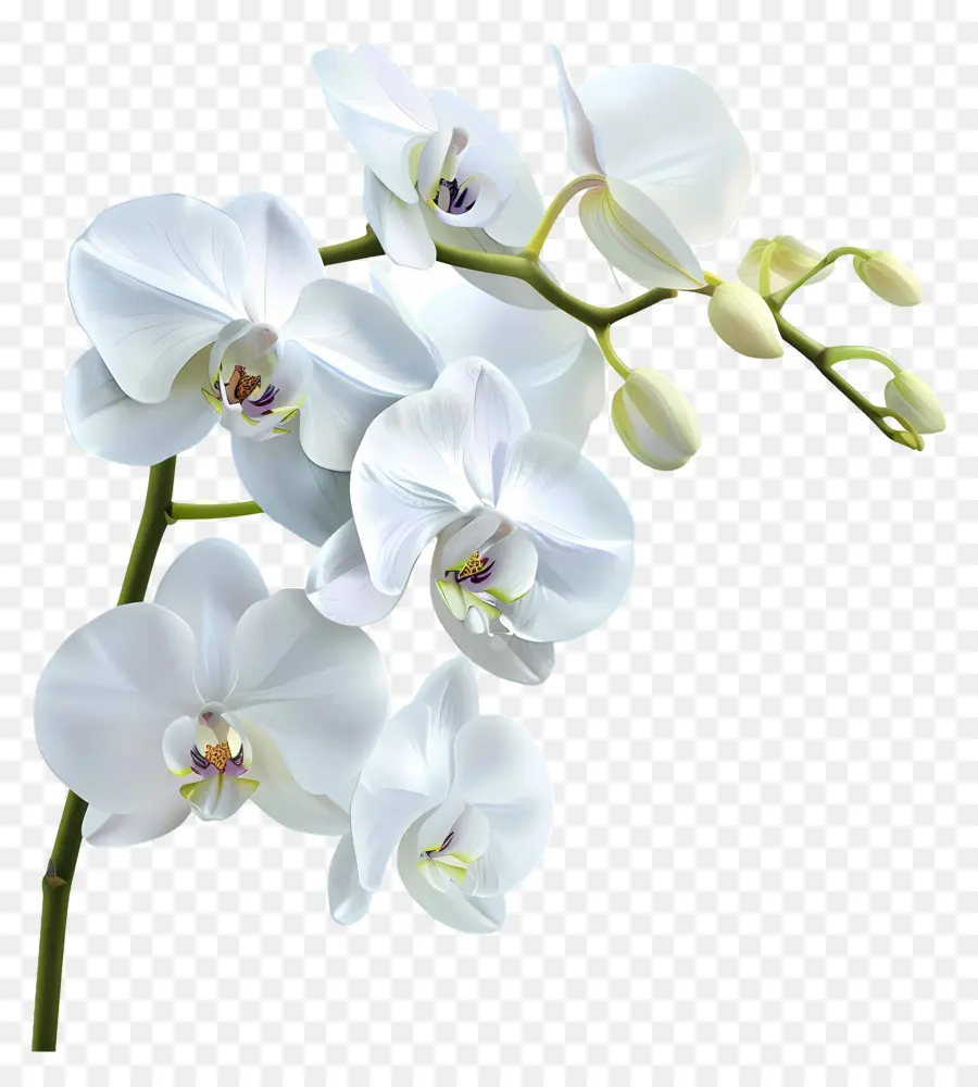 Fleur D'orchidée，Orchidée Blanche PNG