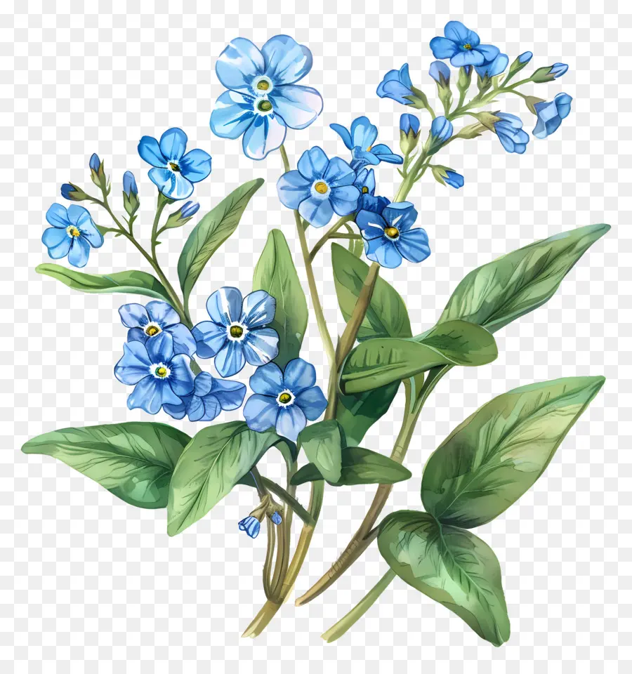 Petite Fleur，Fleurs Colorées PNG