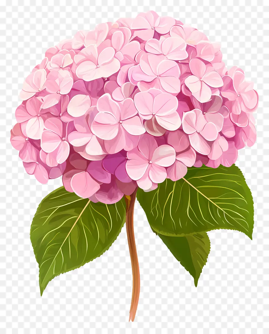 Fleur D'hortensia Rose，Hortensia Rose PNG