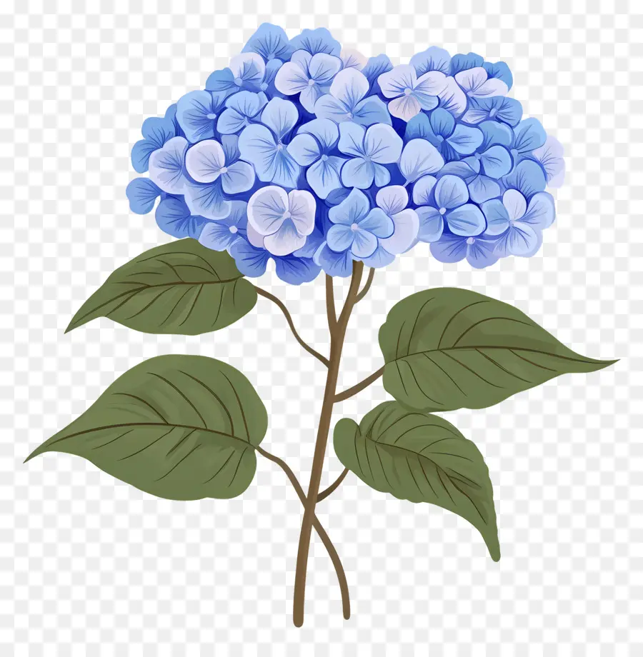 Fleur D'hortensia Bleue，Hortensia Bleu PNG